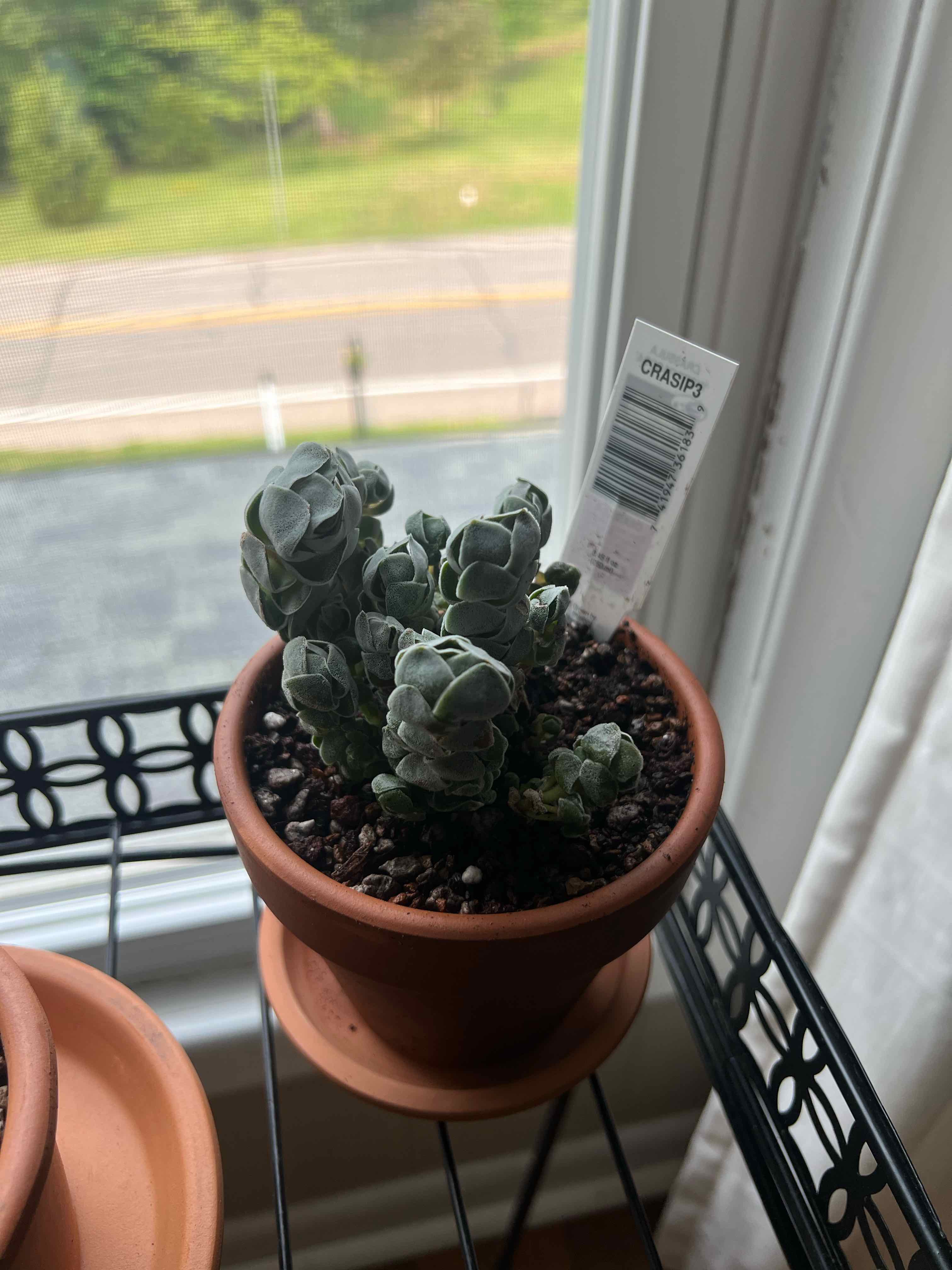 Photo of the plant species Crassula 'Ivory Pagoda' by @MercifulMostii named Mando on Greg, the plant care app