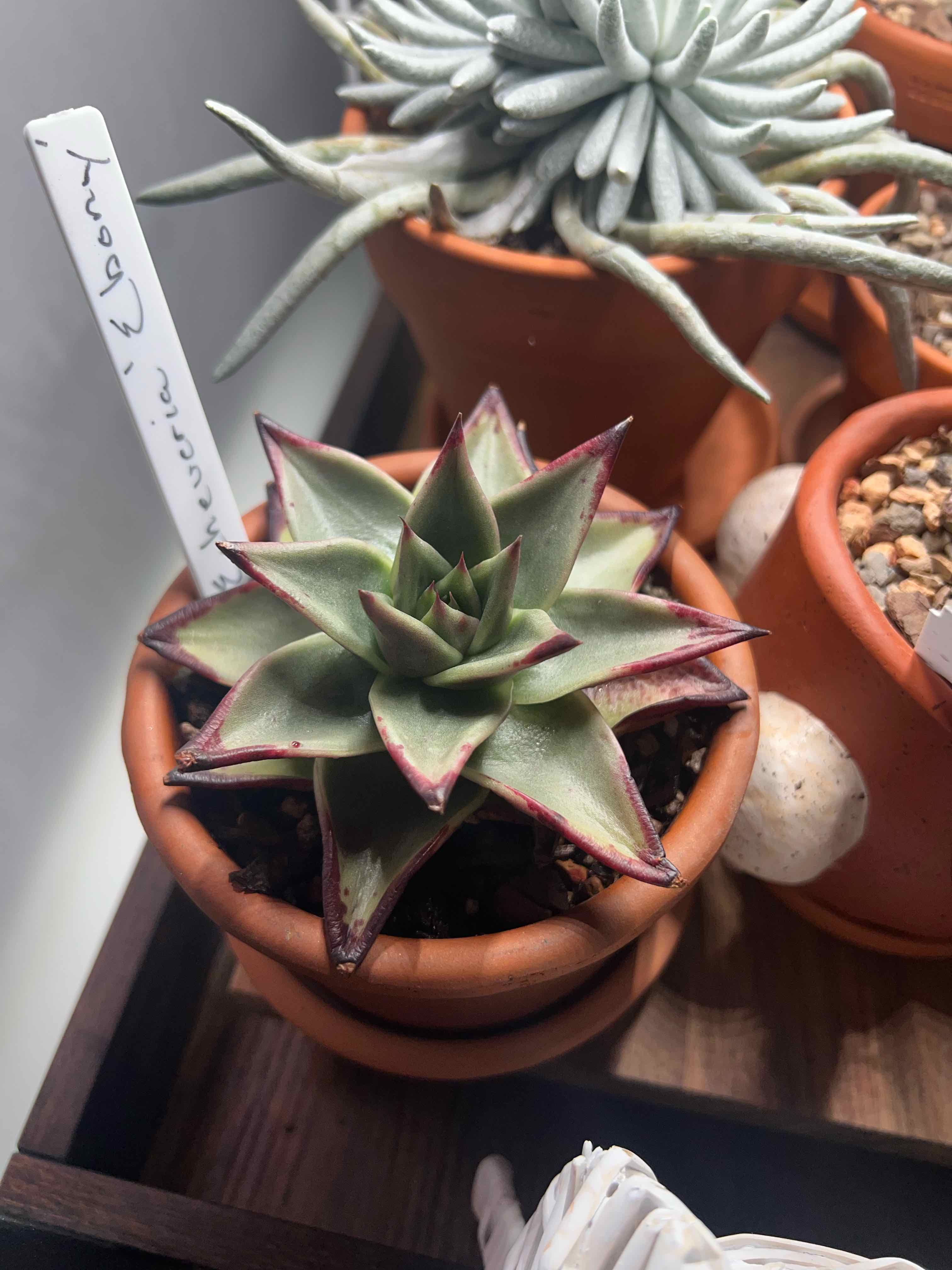 Photo of the plant species Echeveria Ebony by @MercifulMostii named Bruce Lee on Greg, the plant care app