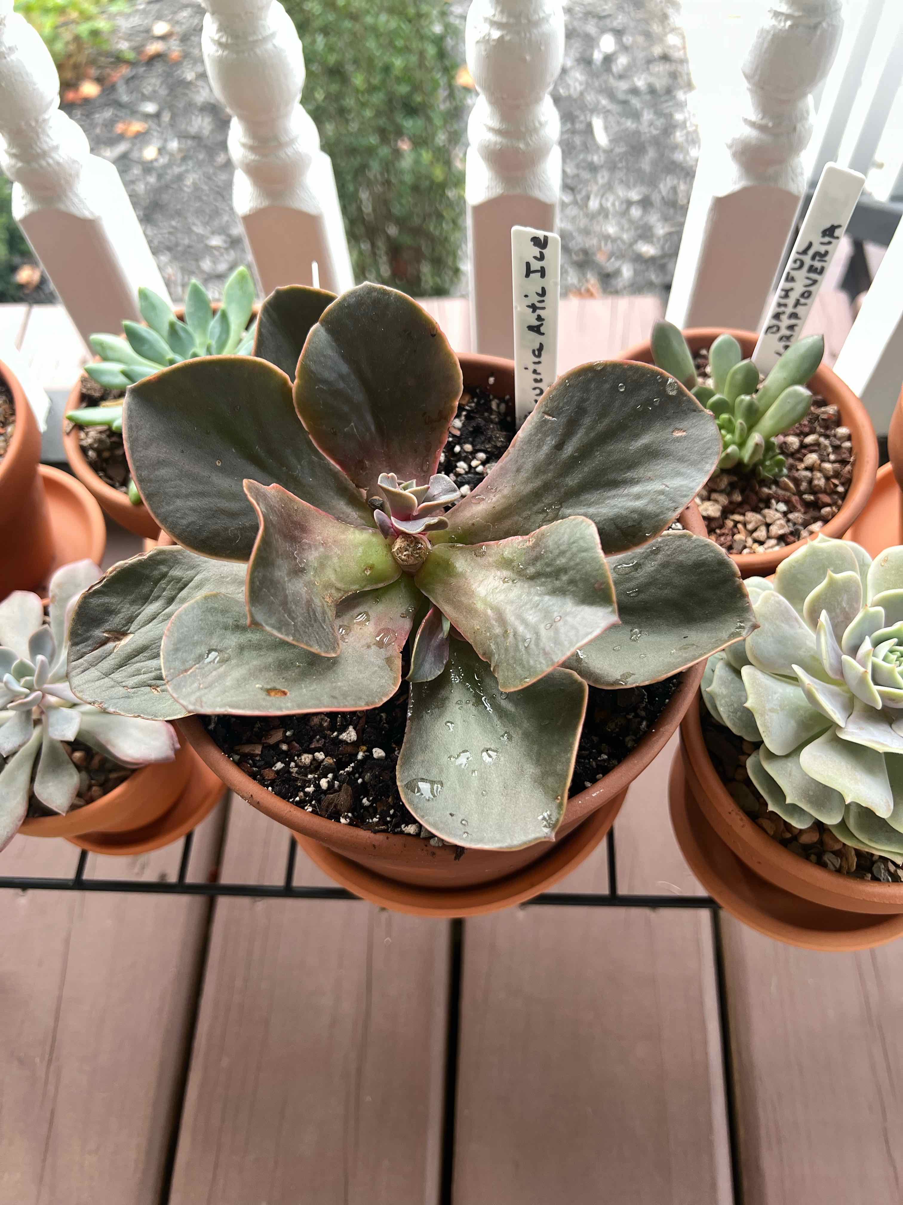 Potted Echeveria 'Arctic Ice' with slight browning on leaf edges, surrounded by other succulents.