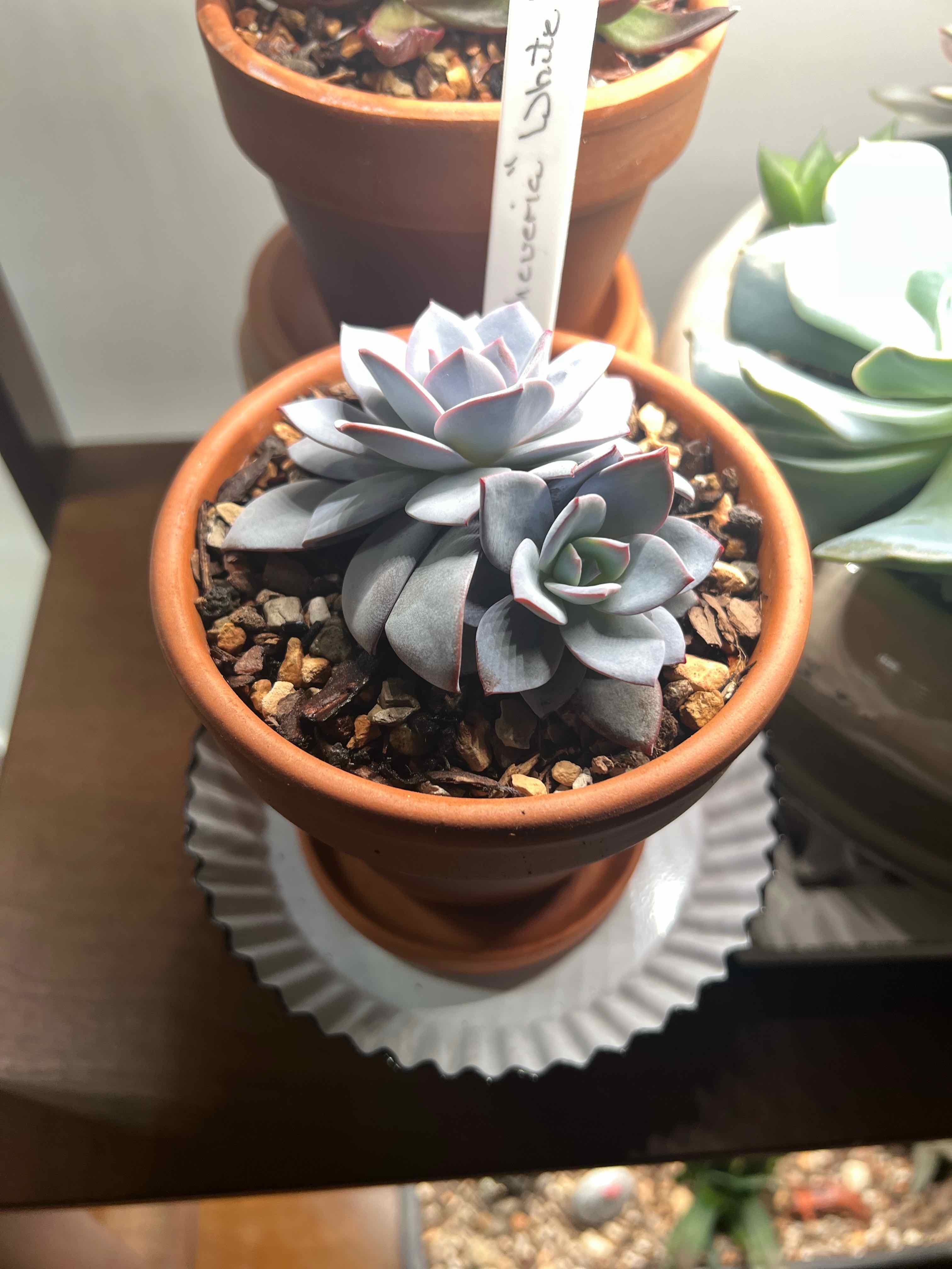 Photo of the plant species Echeveria 'White Lotus' by @MercifulMostii named Angle on Greg, the plant care app