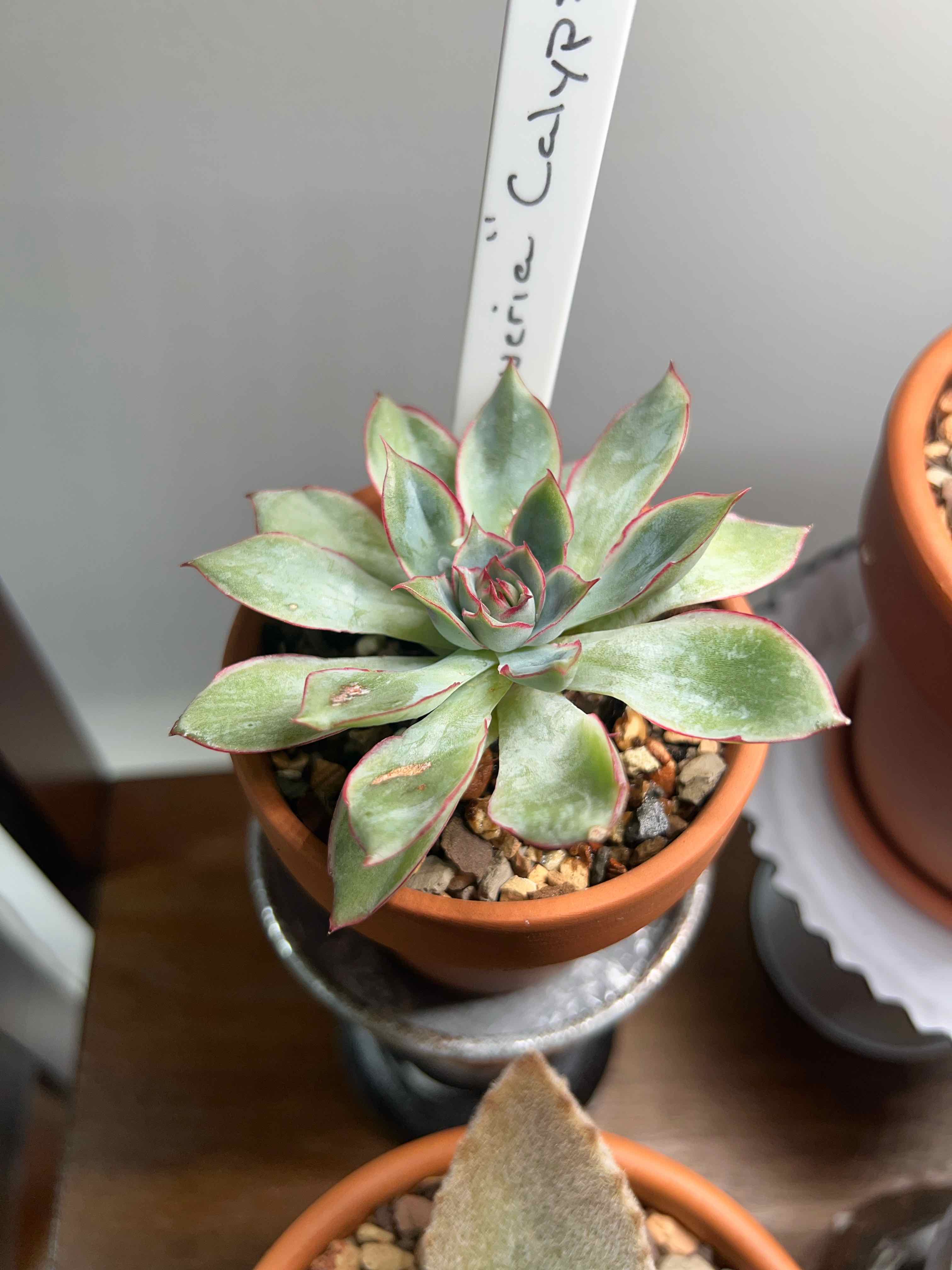 Photo of the plant species Pachyveria Calypso by @MercifulMostii named Duke on Greg, the plant care app