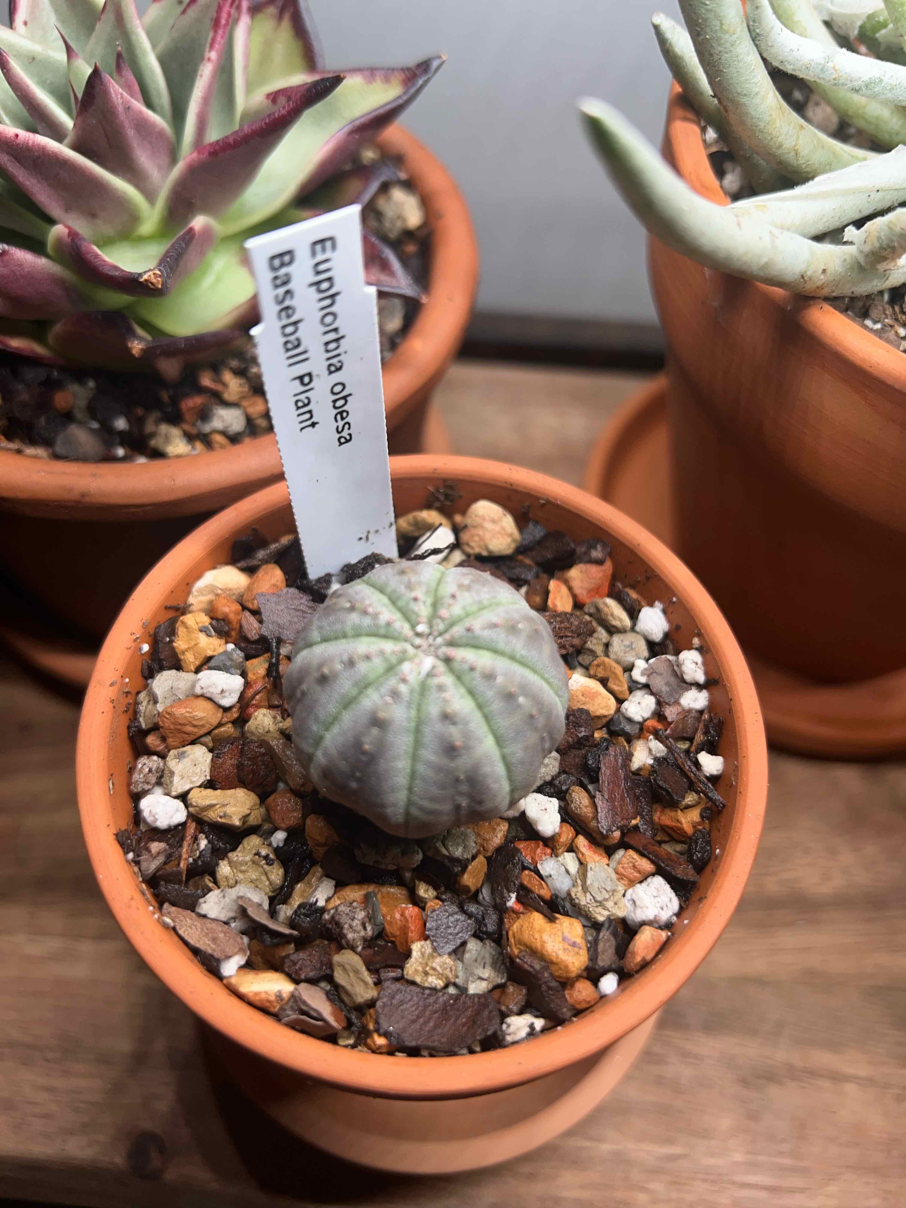 Potted Baseball Plant (Euphorbia obesa) with visible soil and label.