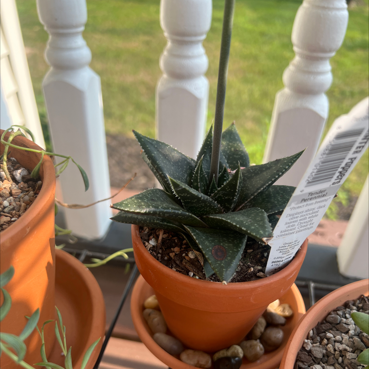 Photo of the plant species Hippo Haworthia by @MercifulMostii named Plato on Greg, the plant care app