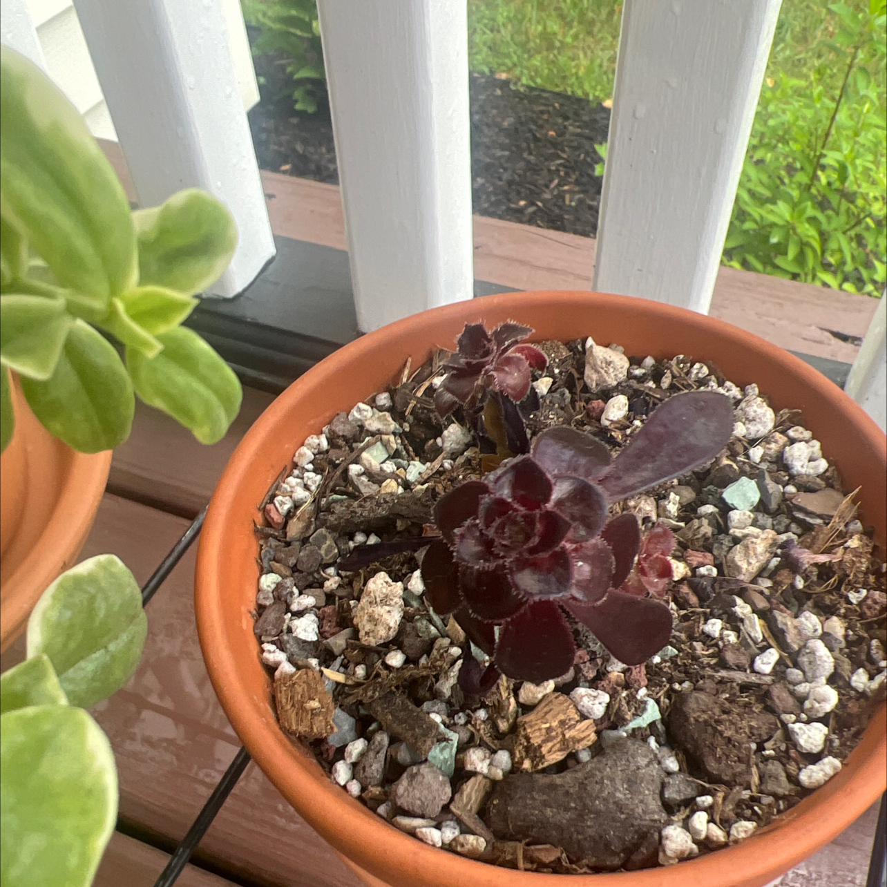 Potted Aeonium arboreum 'Zwartkop' with dark leaves, well-drained soil, and another plant in the background.