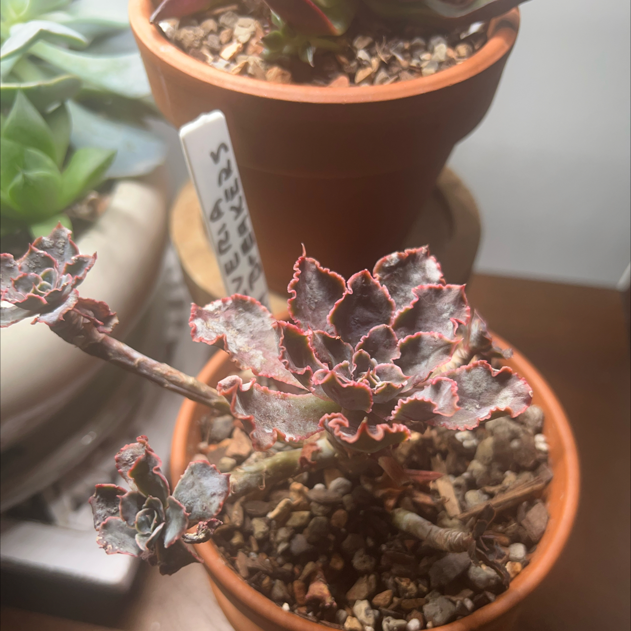 Echeveria 'Neon Breakers' plant in a terracotta pot with some leaf browning and visible soil.