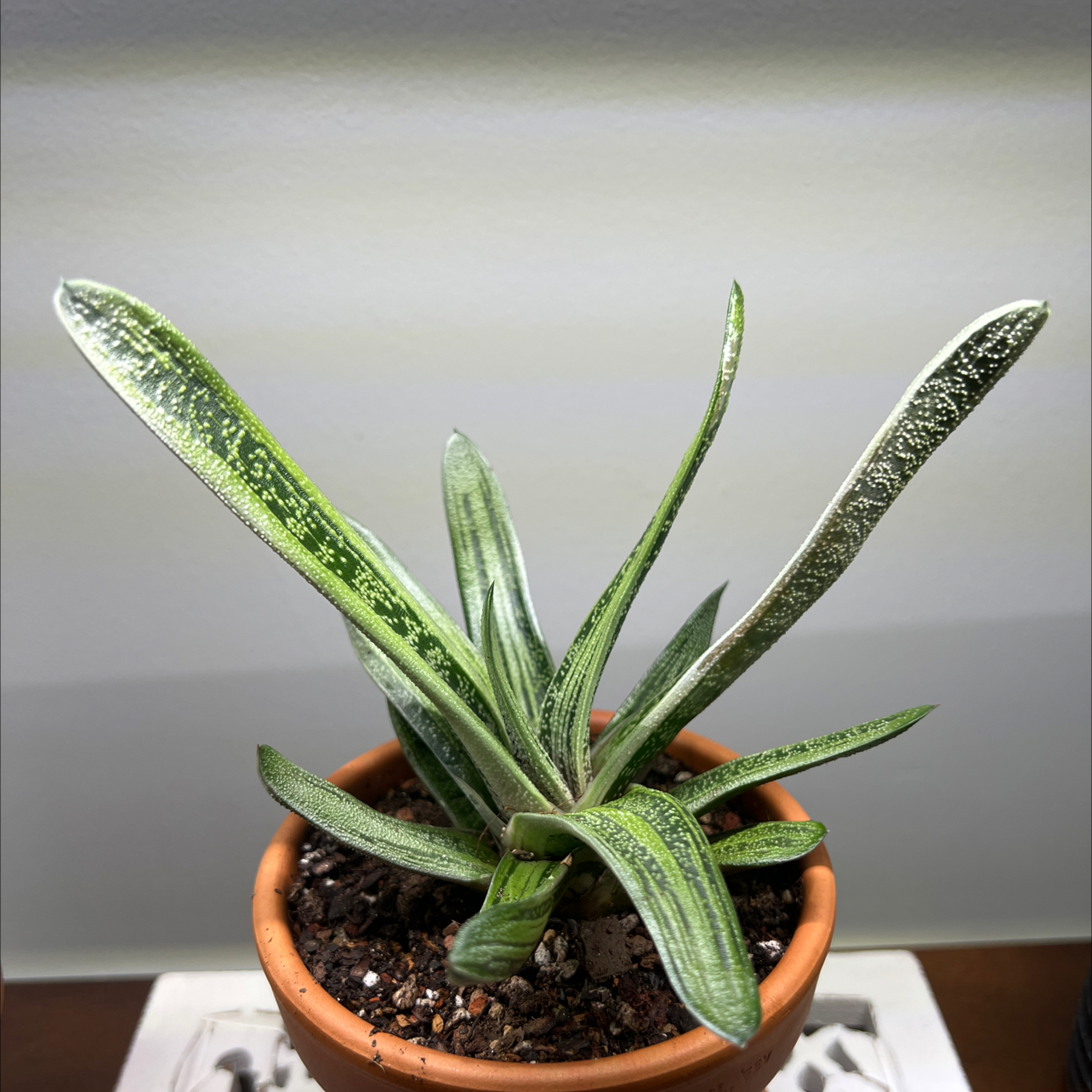 Gasteria 'Little Warty' plant in a terracotta pot with visible soil.