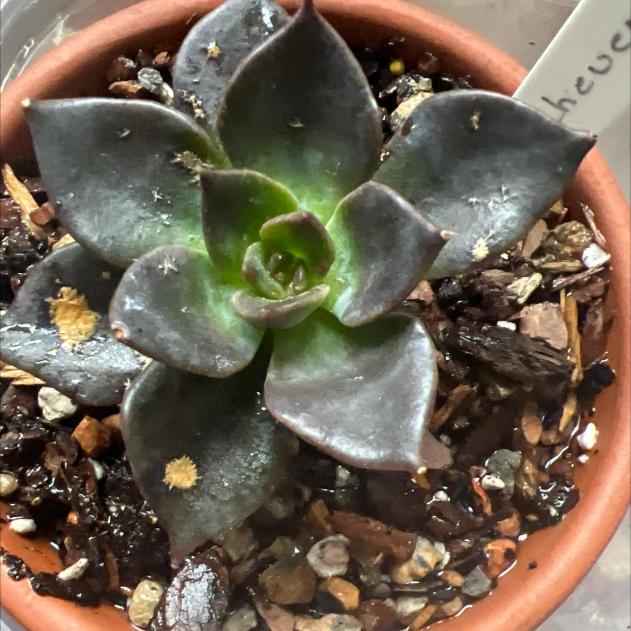 Echeveria 'Dark Moon' plant in a pot with visible soil and some leaf discoloration.