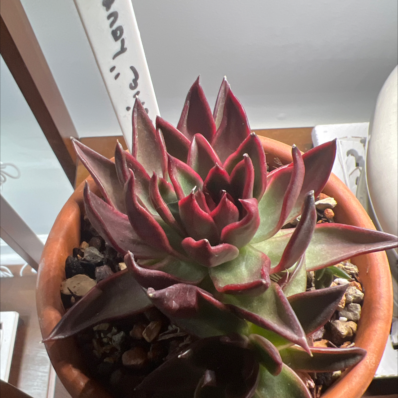 Photo of the plant species Echeveria by @MercifulMostii named Ginger on Greg, the plant care app