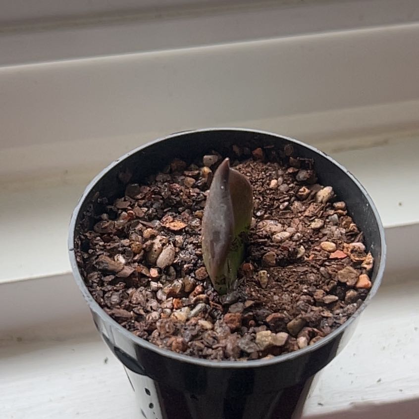 Echeveria 'Dark Moon' plant in a pot with visible soil, early growth stage.