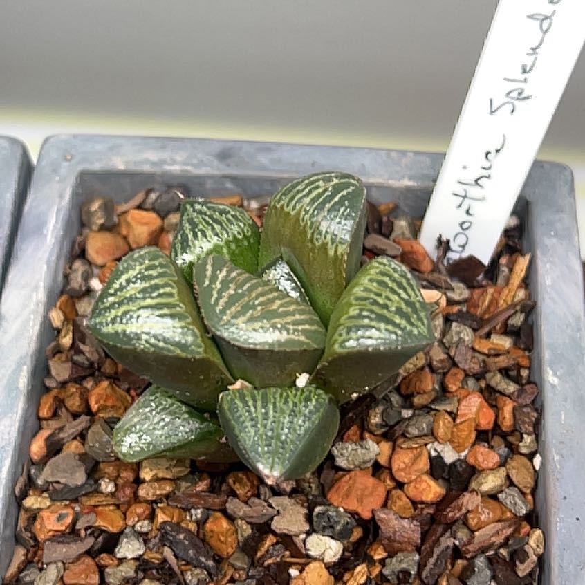 Photo of the plant species Haworthia magnifica var. splendens by @MercifulMostii named Clooney on Greg, the plant care app