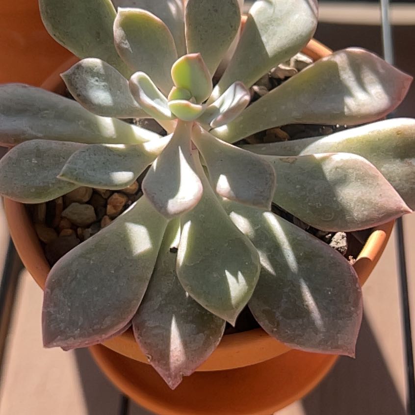 Graptoveria 'Debbie' succulent in a terracotta pot, healthy with no visible issues.