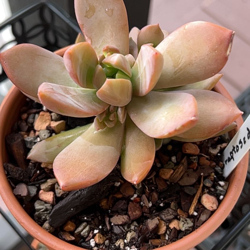 Graptosedum 'Copper Glow' succulent in a pot with visible soil.