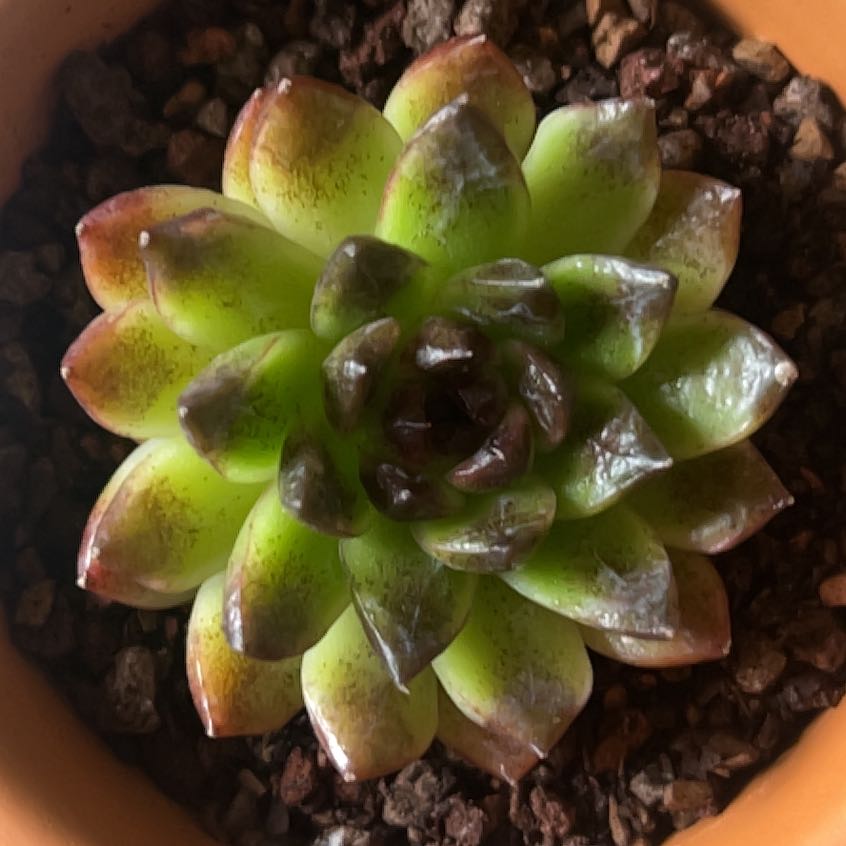 Photo of the plant species Echeveria Caramel Maria by @MercifulMostii named Fernie Mac on Greg, the plant care app