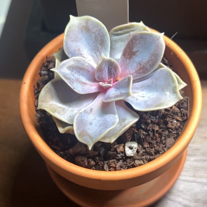 Photo of the plant species Rainbow Variegated Echeveria by @MercifulMostii named Tolkien on Greg, the plant care app