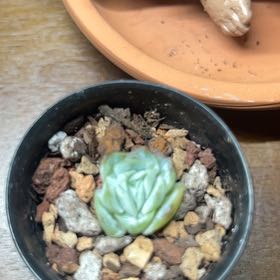 Photo of the plant species White Elegans by @MercifulMostii named Sanders on Greg, the plant care app