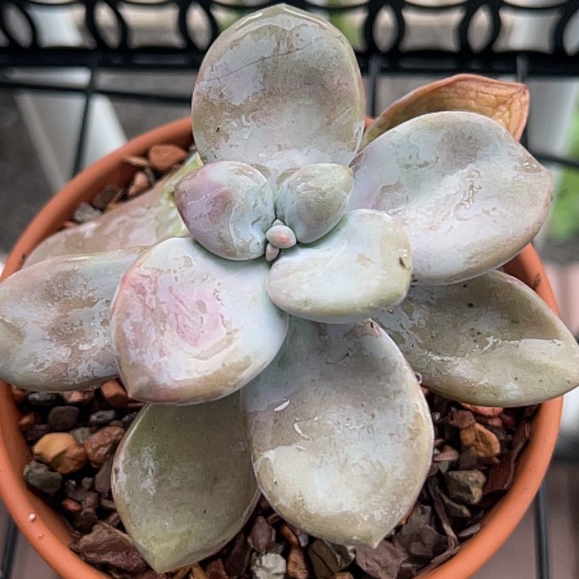 Graptopetalum 'Murasaki' succulent in a pot with rocky soil, showing some discoloration.