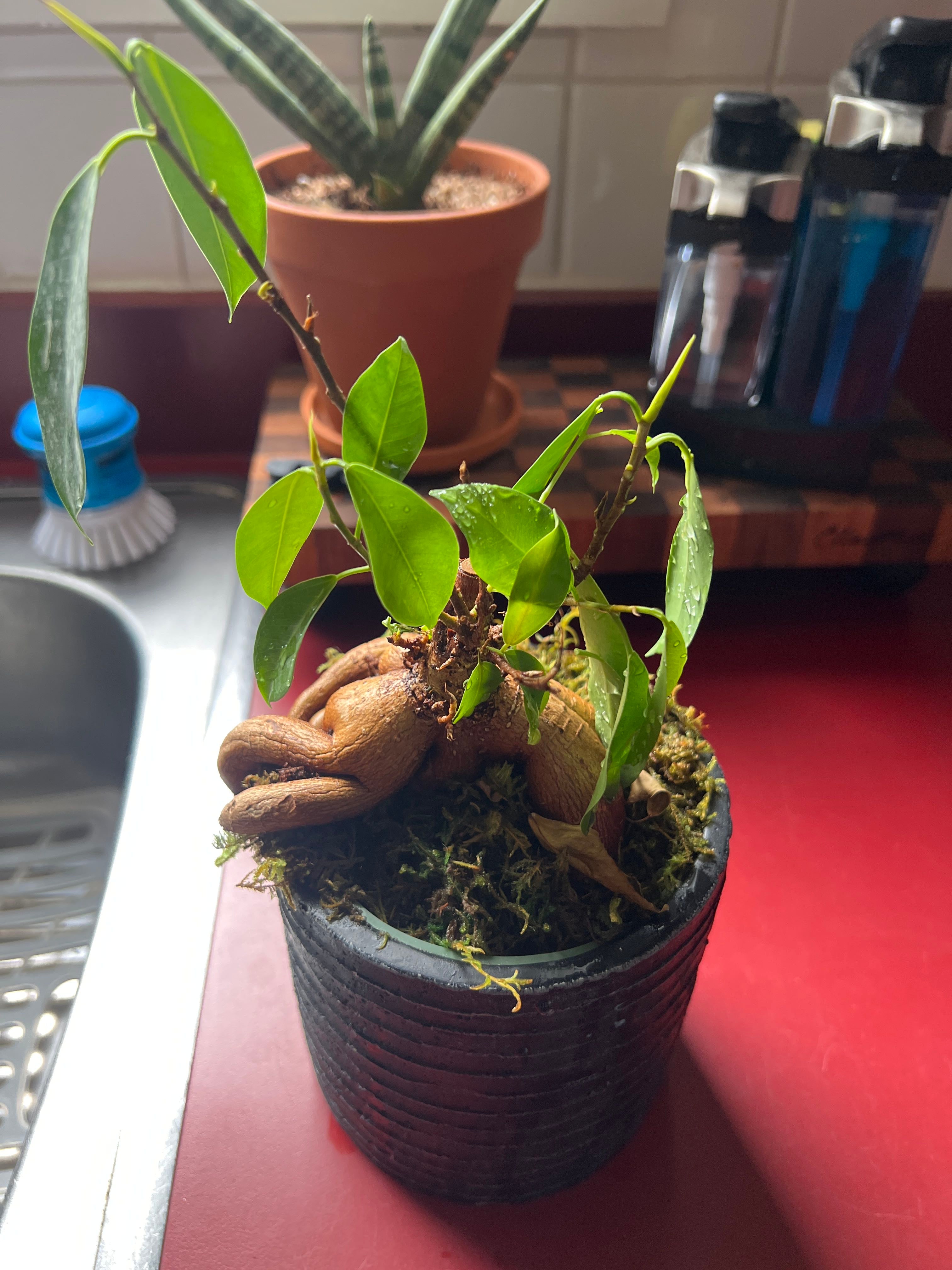 Ficus Ginseng How Much Water & Light Does it Need to Thrive?