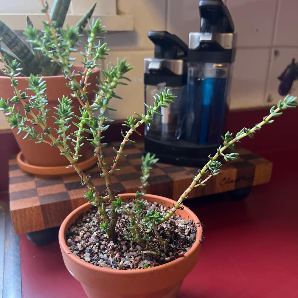 Miniature Pine Tree 
