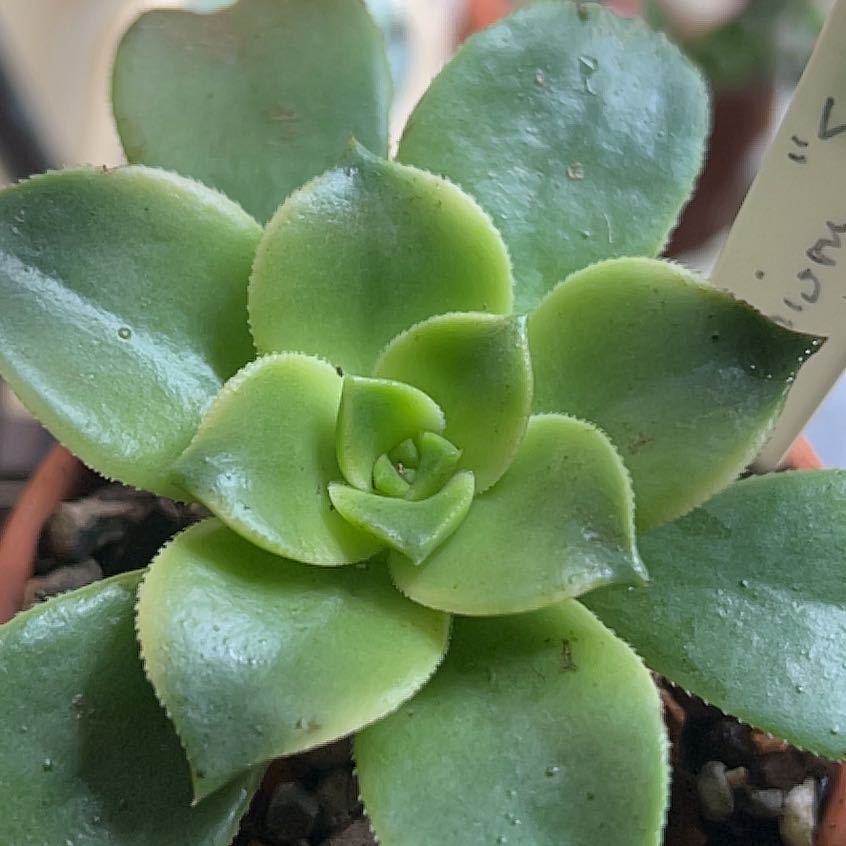 Photo of the plant species Aeonium 'Sun Dancer' by @MercifulMostii named Sunshine on Greg, the plant care app