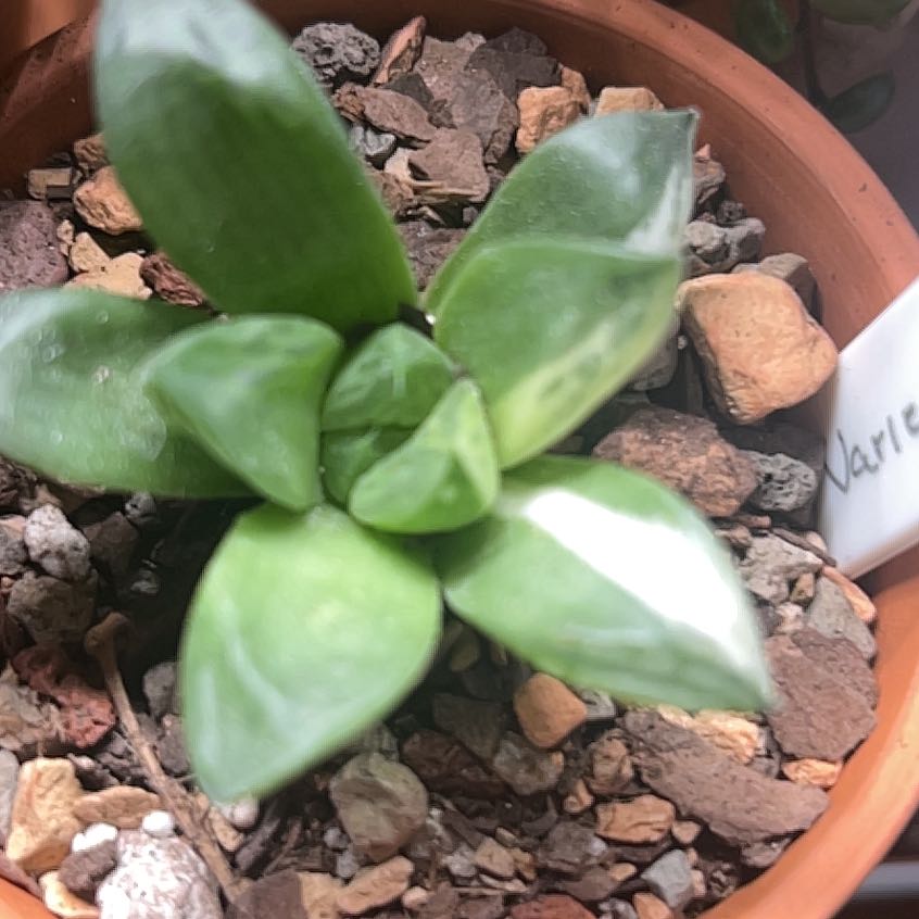 Photo of the plant species Haworthia cuspidata 'Variegata' by @MercifulMostii named Sara on Greg, the plant care app