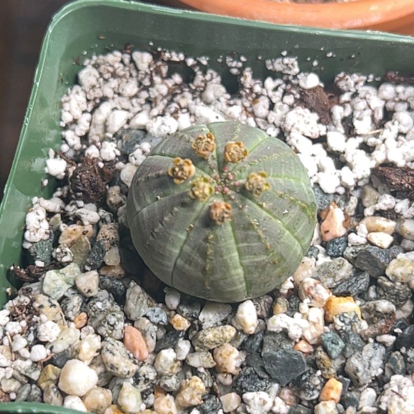 Image of a healthy Baseball Plant (Euphorbia obesa) in a pot with visible soil.