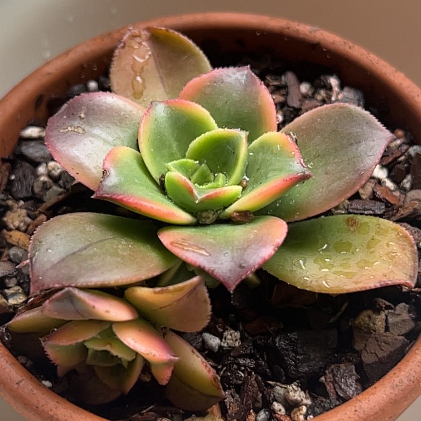 Photo of the plant species Sun Dancer by @MercifulMostii named Aria on Greg, the plant care app