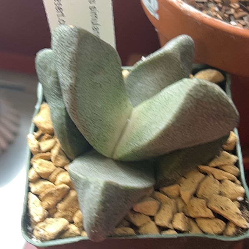Photo of the plant species Liver Plant by @MercifulMostii named Oscar on Greg, the plant care app