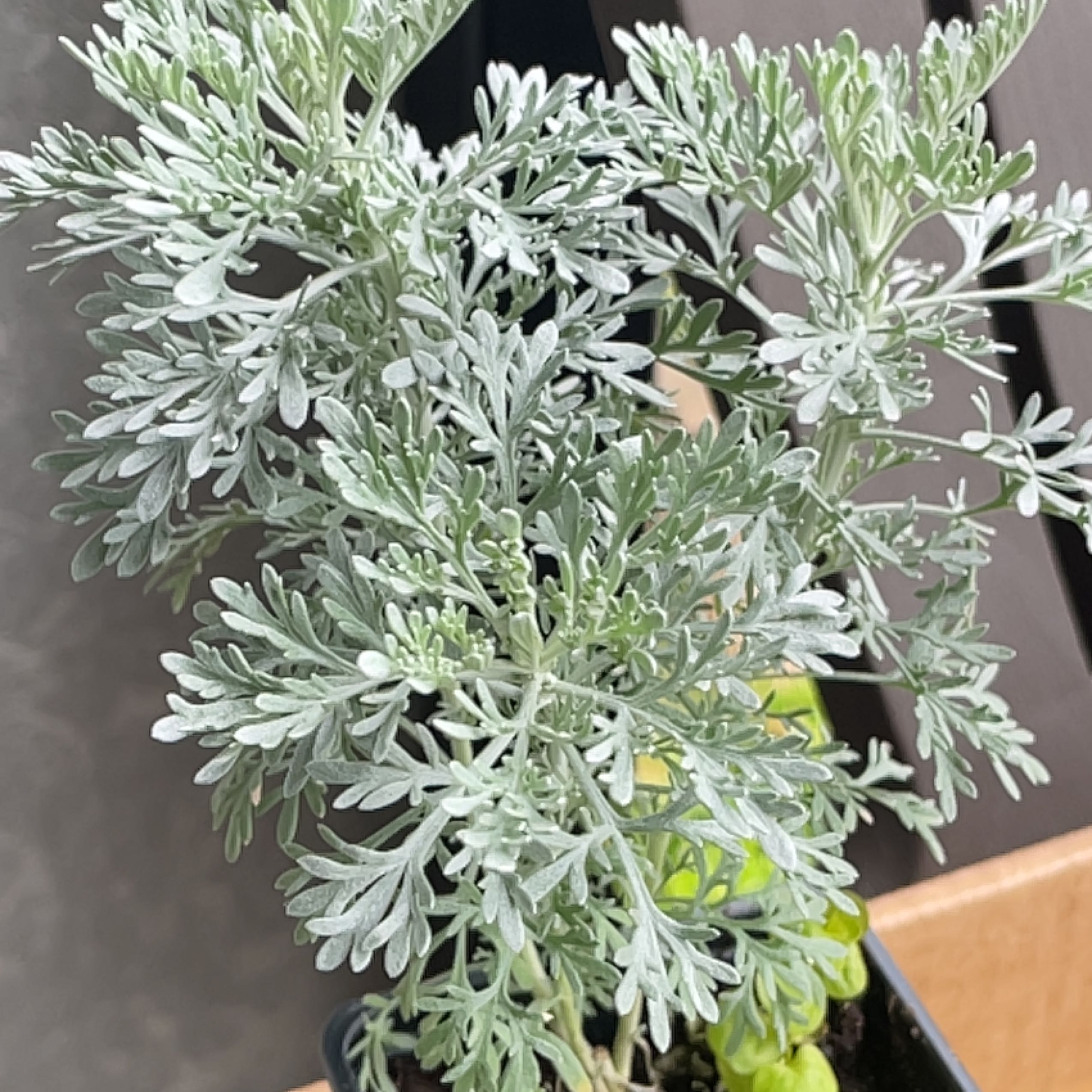 Artemisia &lsquo;Parfum d&rsquo;Ethiopia&rsquo; Plant Care: Water, Light, Nutrients