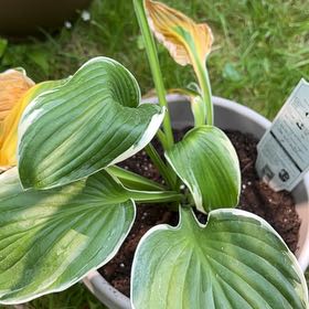 Photo of the plant species Francee Hosta by @GreatSuncup named Rosa on Greg, the plant care app