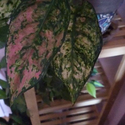 Photo of the plant species Chinese Evergreen by @SpicyAkara named Beckham on Greg, the plant care app