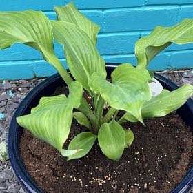 Photo of the plant species Hosta 'Sum and Substance' by @IdolizedBacopa named Gomez on Greg, the plant care app