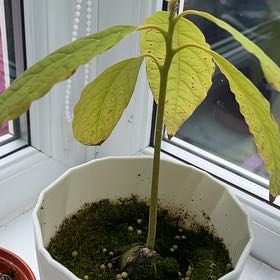Avocado uploaded to the Greg plant app by @IdolizedBacopa