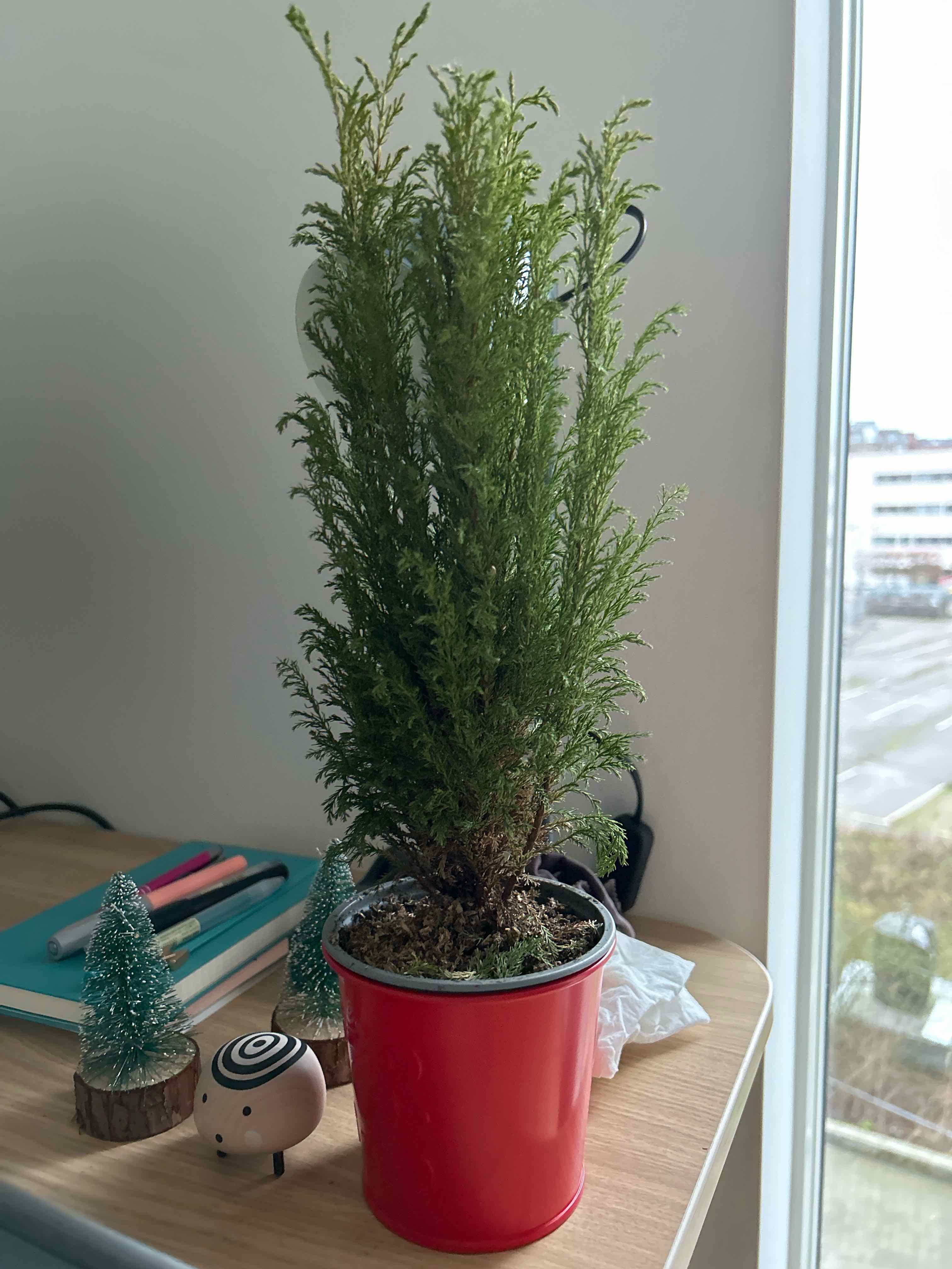 Lawson Cypress plant in a red pot on a desk near a window.