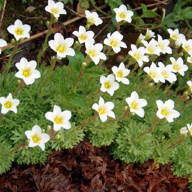 Photo of the plant species Mossy Saxifrage by @InspiringKamahi named Mossy Cleopatra on Greg, the plant care app