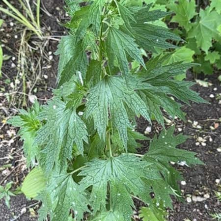 Photo of the plant species Common Motherwort by @AbleApricot named Figyonce on Greg, the plant care app