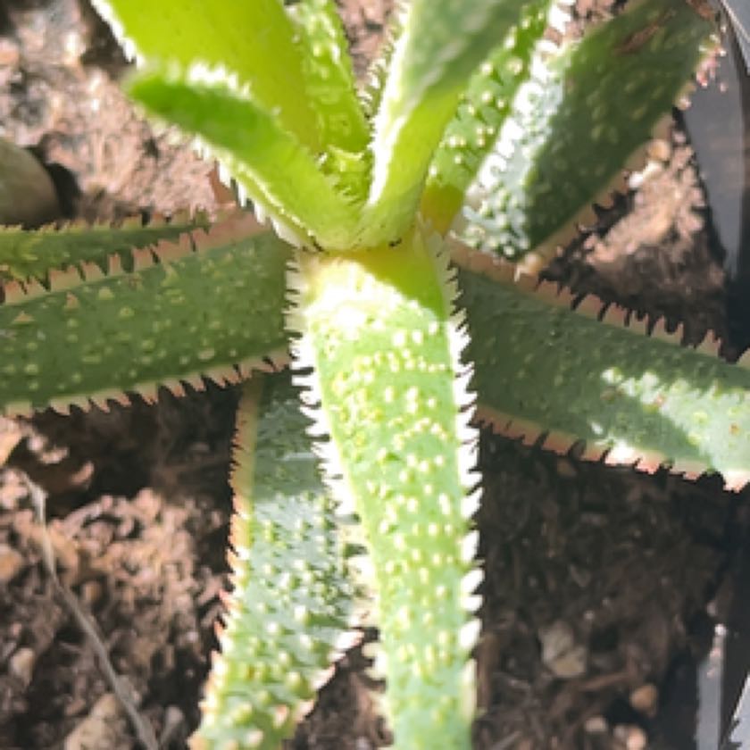 Photo of the plant species Aloe 'Bright Star' by @BoldWavycap named Terra on Greg, the plant care app