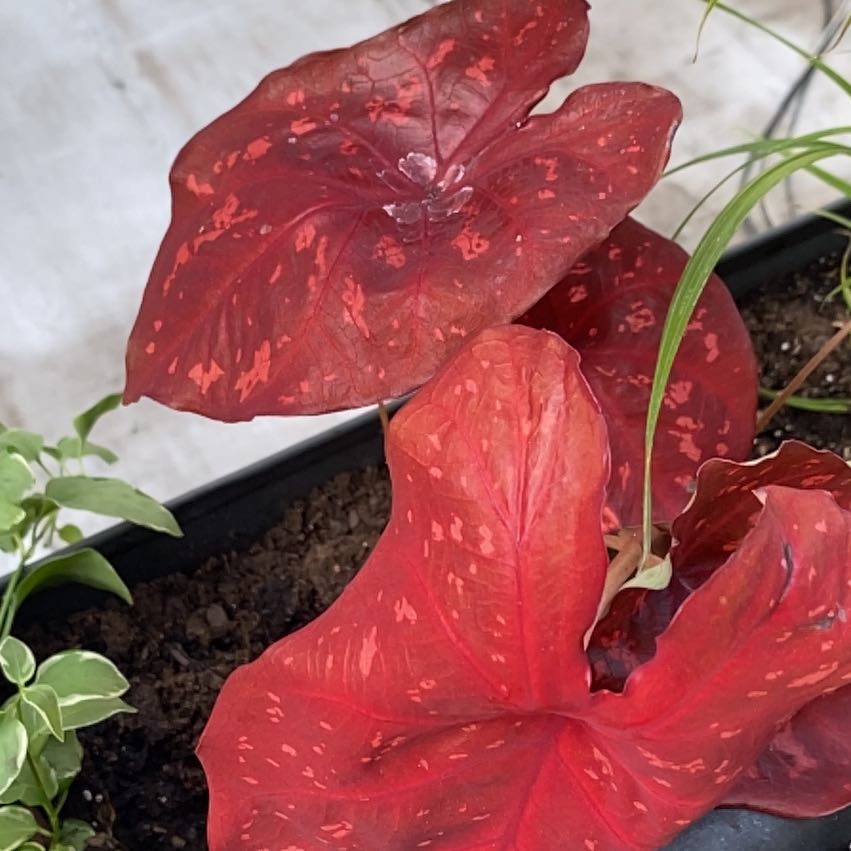 Photo of the plant species Caladium Burning Heart by @GutsyFanpalm named Lebron on Greg, the plant care app