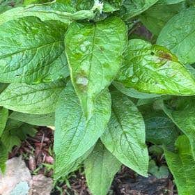 Photo of the plant species Common Comfrey by @AlertRedginger named Leonardo on Greg, the plant care app