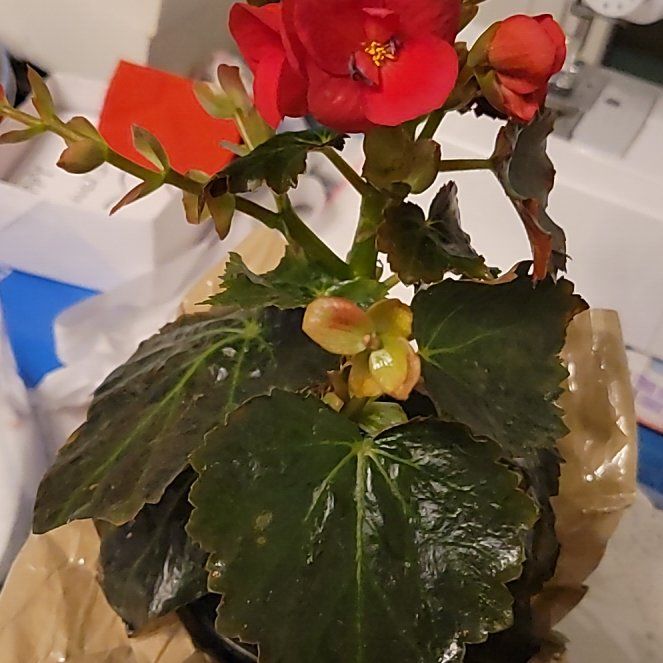 Photo of the plant species Hiemalis Begonia by @DurableFicus named Dolores on Greg, the plant care app
