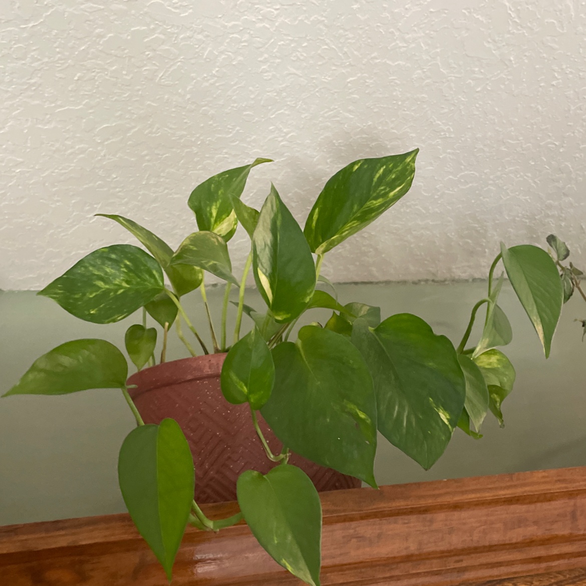 Photo of the plant species Pothos 'Green Queen' by @MidwestGreens named Clooney on Greg, the plant care app