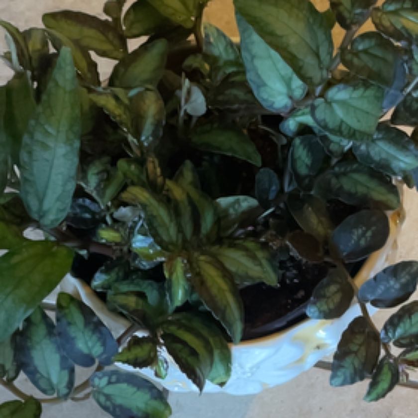 Photo of the plant species Pellonia Repens by @MidwestGreens named James Dean on Greg, the plant care app
