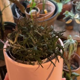 Photo of the plant species Idea For Terrariums by @MidwestGreens named Sol on Greg, the plant care app