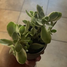 Photo of the plant species Variegated Jade by @MidwestGreens named Variegata on Greg, the plant care app