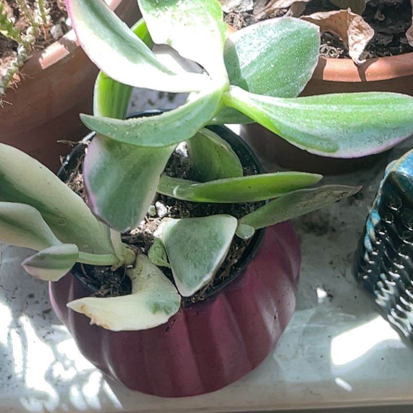 Photo of the plant species Variegated Jade by @MidwestGreens named Gobi on Greg, the plant care app