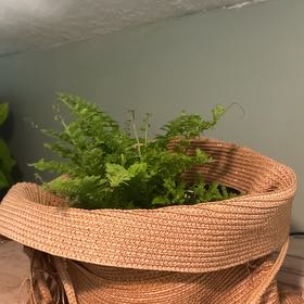 Photo of the plant species Cotton Candy Fern by @MidwestGreens named Athena on Greg, the plant care app