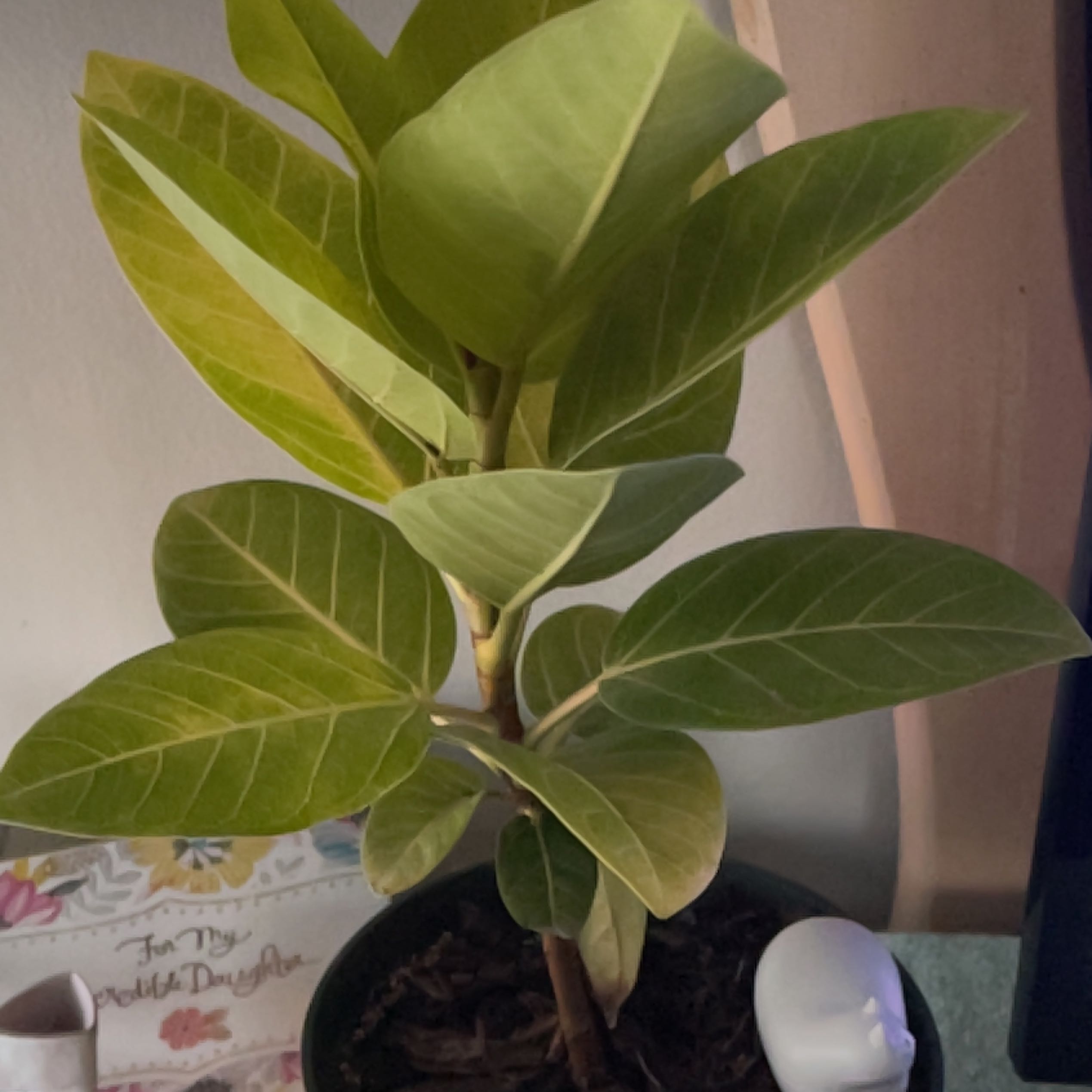 Personalized Ficus 'Golden Gem' Care: Water, Light, Nutrients | Greg App