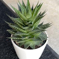 Lace Aloe plant