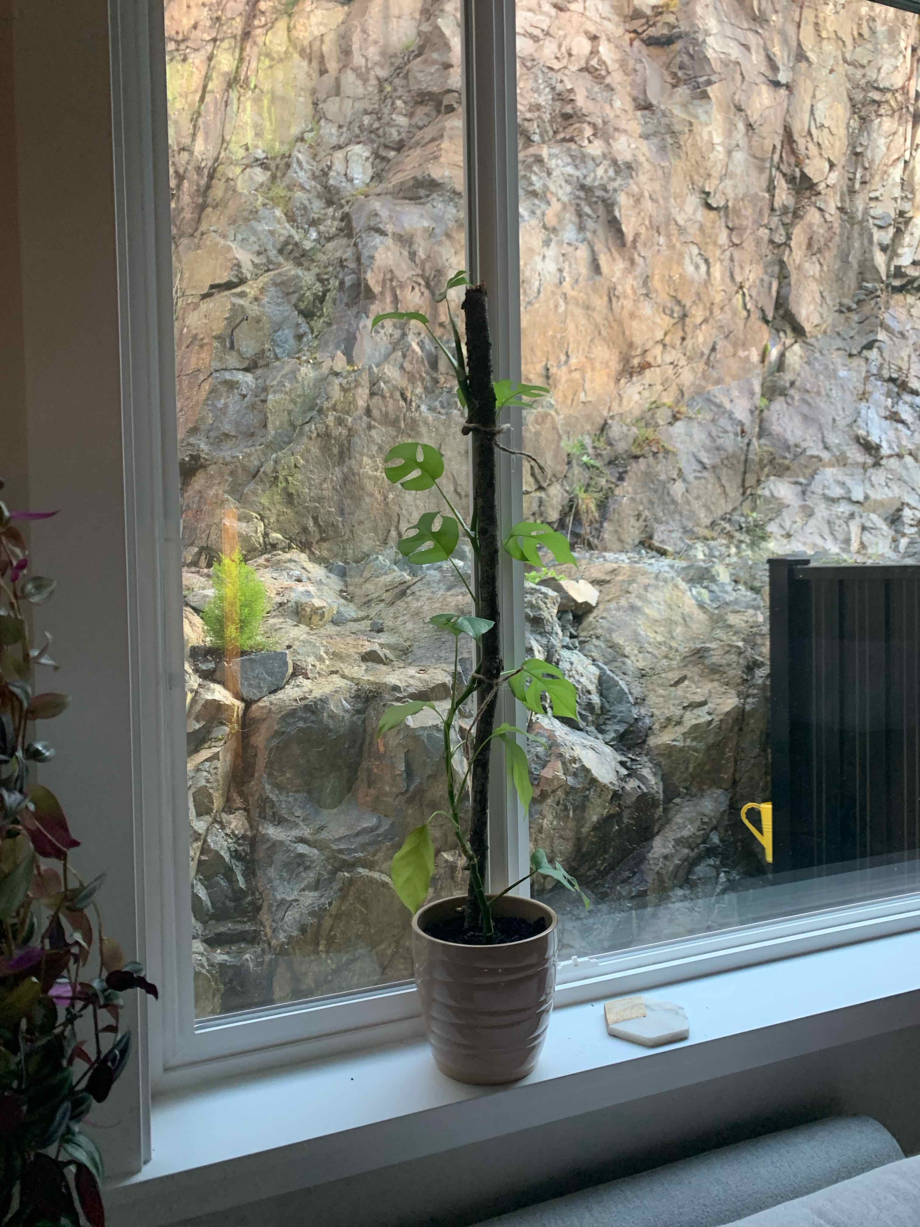 Silver Monstera plant on a windowsill with a rocky outdoor background.