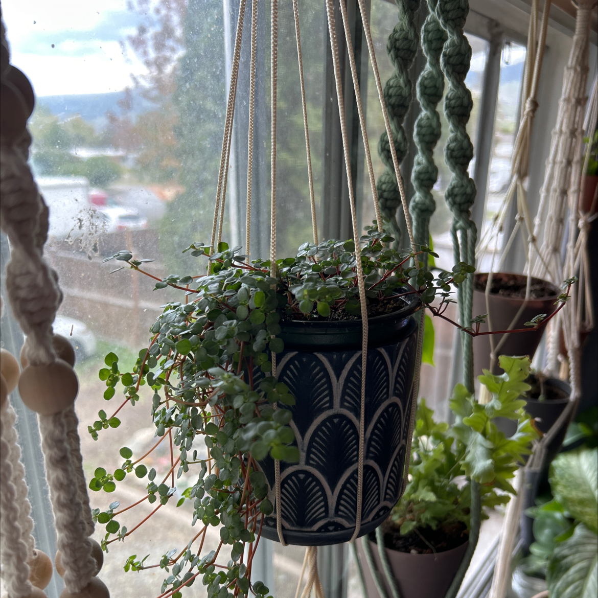 Pilea 'Silver Sparkle' plant in a hanging pot near a window, appears healthy.