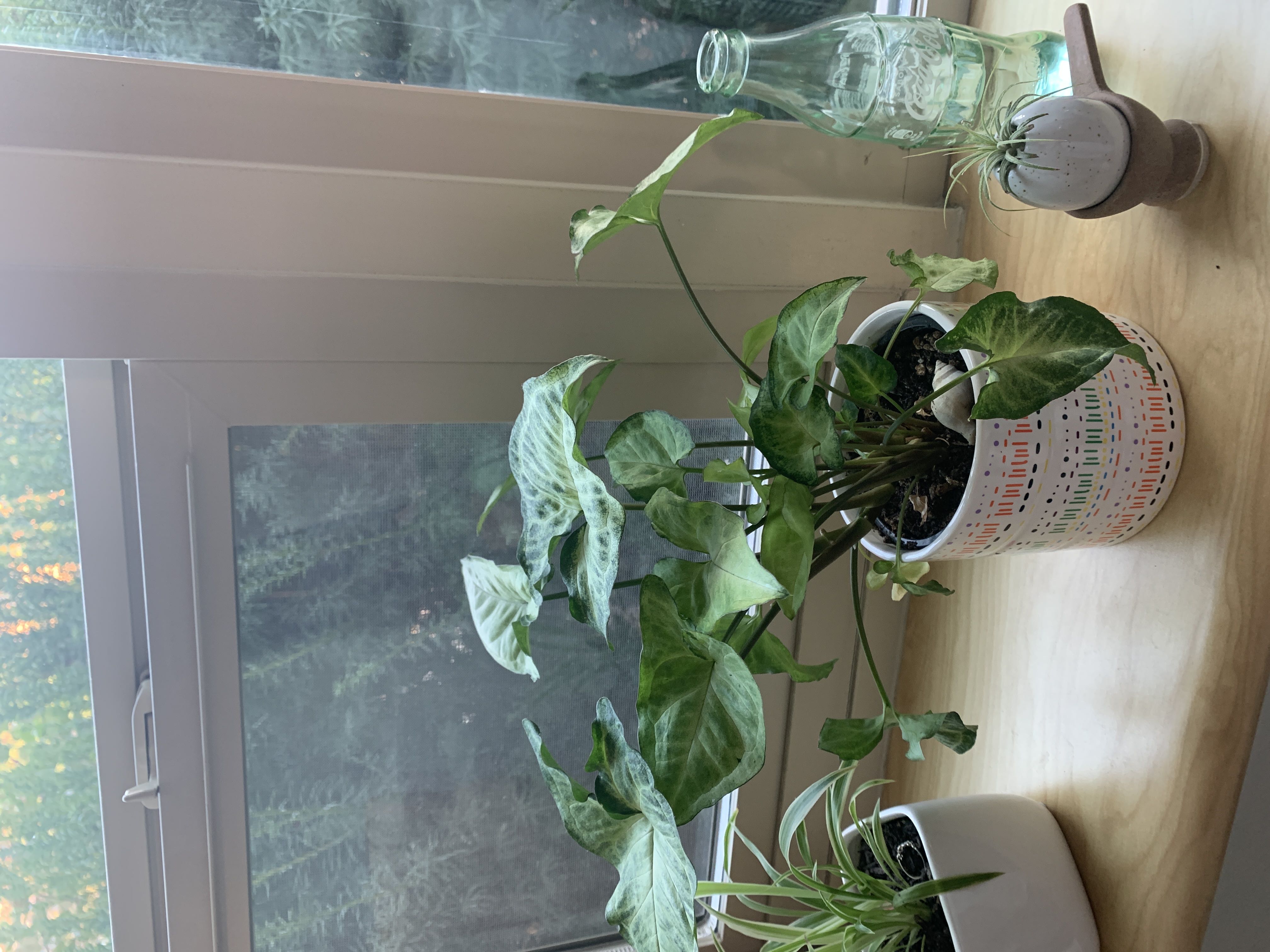 Photo from the post